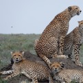 cheetahcropped.jpg