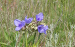 Photo gallery image named: prairie.jpg