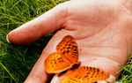 Photo gallery image named: nc02-1.png