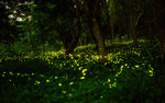 Photo gallery image named: kampung-kuantan-malaysia.jpg