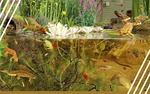 Photo gallery image named: pond.jpg