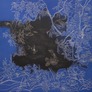 West Lakeside Water Lillies.jpg