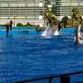 Acuario.jpg